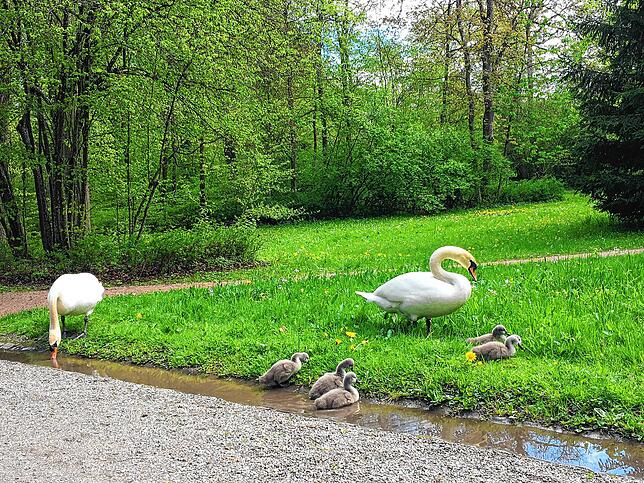 Raus aus dem Bächle. Mit Papa Schwan geht es auf die Gras-Pirsch.