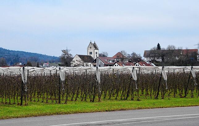 Heute noch Obstwiesen, bald schon ein Neubaugebiet: Das Areal Klosteröschle in Riedheim ist ein großes städtisches Wohnbauprojekt. Im ...
