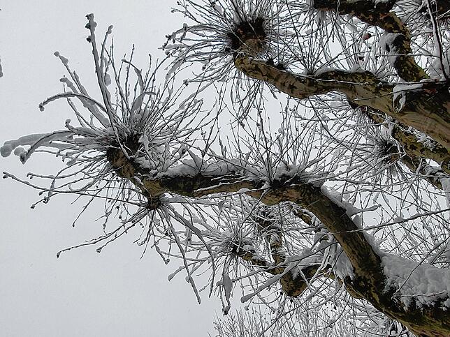 Bild 12: Es hört nicht auf zu schneien: Waldshut versinkt im Schnee