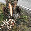 Ein Biber hat eine Pappel im Bodmaner Uferpark angenagt.