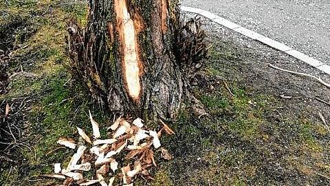 Ein Biber hat eine Pappel im Bodmaner Uferpark angenagt.