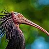 Ein Waldrapp.