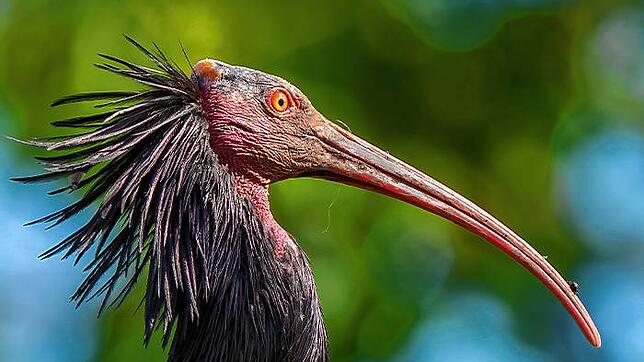 Ein Waldrapp.