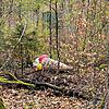 Surrealer Anblick: Eine riesige Eistüte, die mitten im Wald liegt.