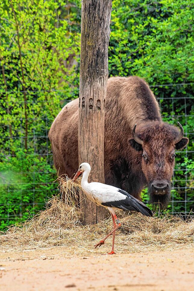 Ein gewiefter Storch sucht sich Baumaterial für sein Nest im Bisongehege des Basler Zoos zusammen.