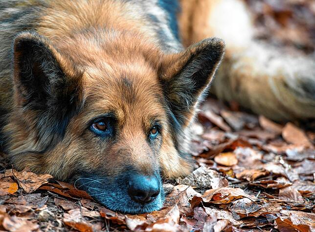 Er ist schon länger nicht mehr auf den Spitzenplätzen der beliebtesten Hunde in Deutschland zu finden: Der Deutsche Schäferhund. Obwohl ...