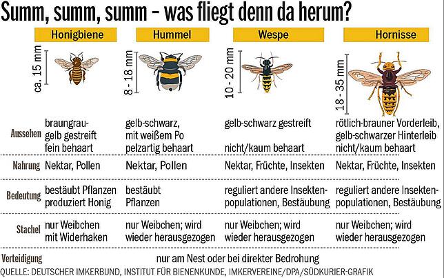Ein Überblick über die summenden Tierchen im Sommer.