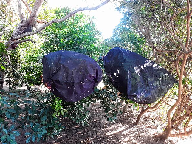 In der Zucht in Kenia werden die Schmetterlingsraupen durch solche Netze geschützt. Hier können die Raupen ungestört fressen.