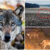Wölfe, wie dieses Exemplar auf unserem Symbolbild links, wurden im Schwarzwald gesichtet: Zwei Tiere tappten im Februar 2023 in eine ...