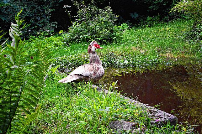 Margrit und Eberhard Wirth sind in ihrem Garten nie allein. Oft sind Vögel zu Gast, wie etwa diese Ente.