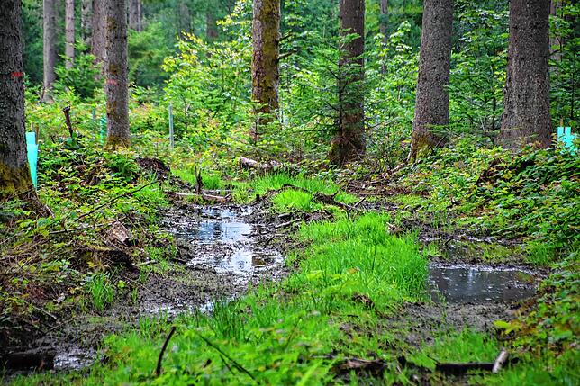 Deutlich zu erkennen sind die Maschinenspuren, die den Boden im Wald am Villinger Warenberg aufweichen. Und wo sich dadurch Wasser ...