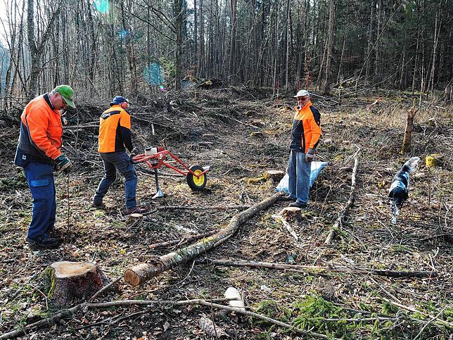 Umbau im Gemeindewald: Anstatt Fichten wurden Eichen und Ulmen in der Schalmenhalde gepflanzt.