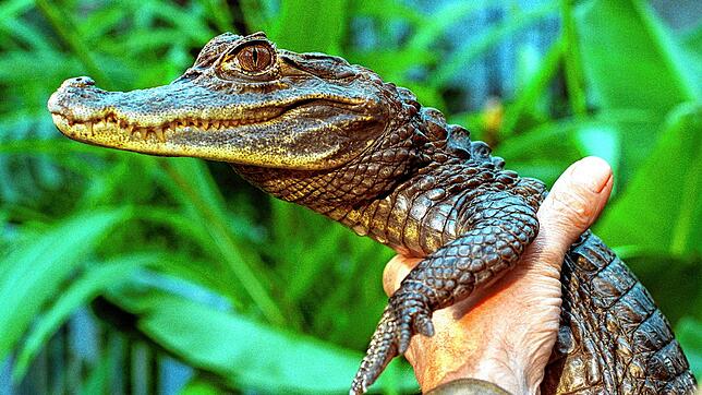 Kaiman Sammy sorgte 1994 für die tierische Sommerunterhaltung. In diesem Jahr blieb es dagegen ruhig an der Fauna-Front.