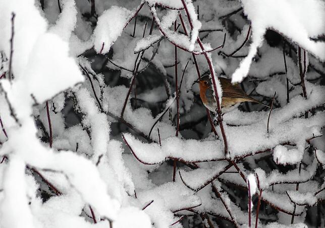 Viele Gäste tummeln sich an den Futterhäuschen. Ganz besonders die farbenfrohen Exemplare wie die Blaumeise oder hier im Bild ein ...