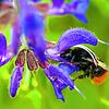 Win-win-Situationen nennt man in der Ökologie Symbiosen: Eine Steinhummel tut sich an einer Salbeiblüte gütlich und trägt den Pollen auf ...