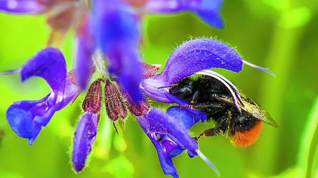 Win-win-Situationen nennt man in der Ökologie Symbiosen: Eine Steinhummel tut sich an einer Salbeiblüte gütlich und trägt den Pollen auf ...