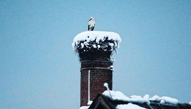 Bild 41: Was für ein Wintereinbruch am Bodensee: Die schönsten Schnee-Bilder vom Wochenende