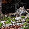Eine Wildkatze streift durch den Aargauer Jura.