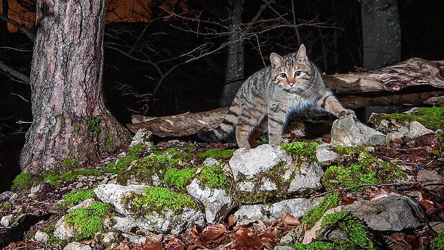 Eine Wildkatze streift durch den Aargauer Jura.