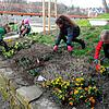 Die Vorbereitungen zur Eröffnung der Landesgartenschau am 23. April werden fortgesetzt (hier Europas Minigärtner bei der Arbeit). Stadt ...