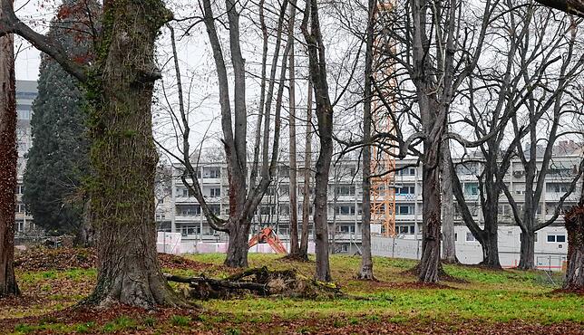 Der Konstanzer Büdingen-Park Mitte Dezember 2021.