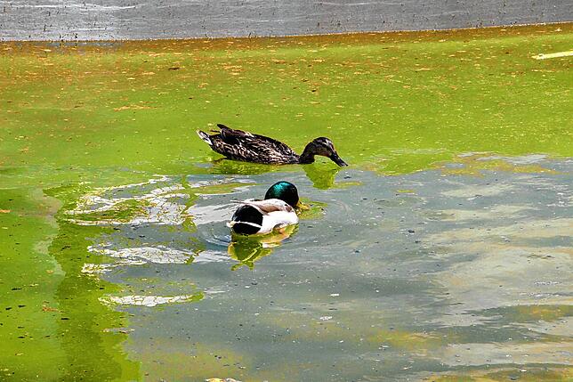 Die diesjährige Freibadsaison in Blumberg beginnt tierisch: Ein Entenpärchen fühlt sich im Nichtschwimmerbecken pudelwohl.