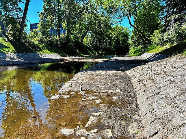 Matsch statt Wasser: Der Wasserstand der Brigach ist derzeit sehr niedrig. Auch die Anglergesellschaft betrachtet das mit Sorge.