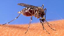 Das West-Nil-Virus kann durch Mückenstiche übertragen werden.