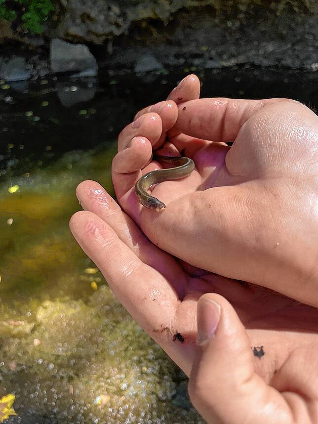 Ein sogenanntes Bachneunauge gehört zu vom Aussterben bedrohten Arten. In der Breg wurden solche Tiere beim Abfischen entdeckt.