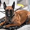 (Symbolbild) Dieses Foto zeigt die Belgische Schäferhündin Kyra, die aber als Datenträgerspürhund mit der Polizei im Südwesten ...