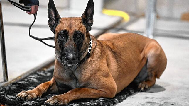(Symbolbild) Dieses Foto zeigt die Belgische Schäferhündin Kyra, die aber als Datenträgerspürhund mit der Polizei im Südwesten ...