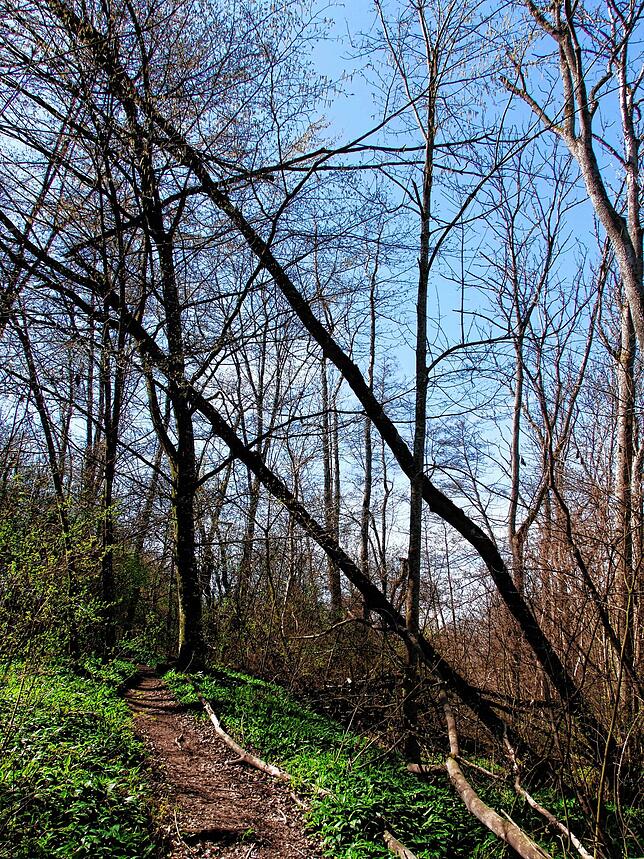 Abgeknickte Äste umgekippter Bäume hängen wie ein Damoklesschwert über dem Wanderpfad in der Öhninger Klingenbachschlucht.
