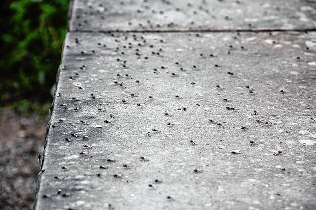 Endlos viele Zuckmücken haben es sich auf einer Steinmauer bei den Bonzschen Gärten auf der Mettnau gemütlich gemacht.