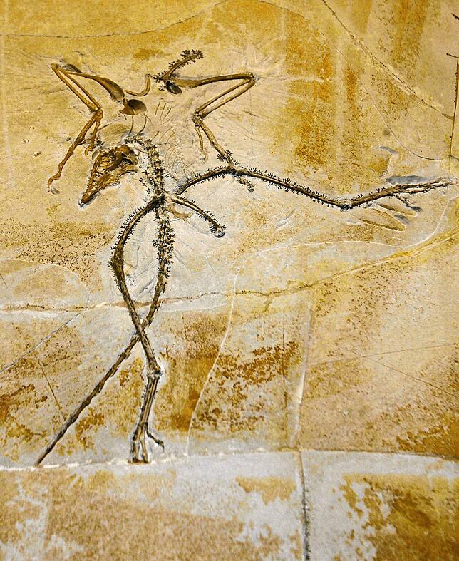 Fossilfund des Urvogels Archaeopteryx aus Solnhofen: Es gilt als das vollständigste und am besten erhaltene Exemplar der Welt.