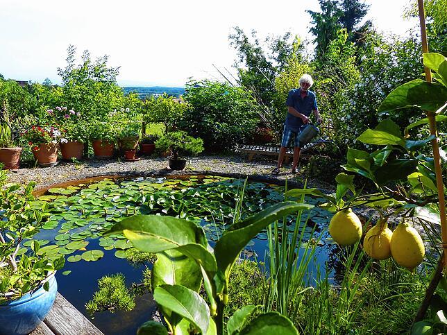 Der Teich liefert das Gießwasser: Zehn Kannen schöpft Winfried Thum täglich, um seine Pflanzen zu versorgen.