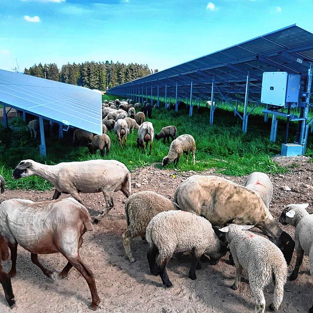 Schafe weiden zwischen den aufgeständerten Solarmodulen. Die Tiere sind inzwischen weitergezogen. Im nächsten Jahr soll die Beweidung ...