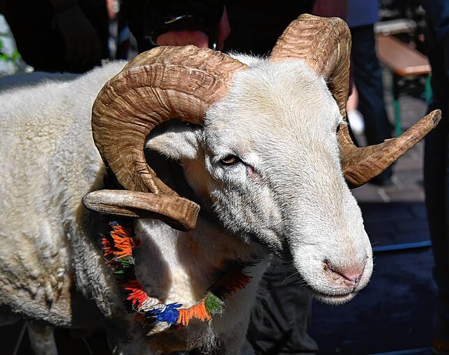 Bild 7: Die schönsten Bilder der Bocktaufe der 556. Waldshuter Chilbi – Teil 1