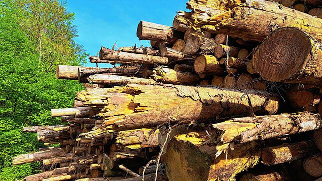 Bei der Wiederaufforstung vom umliegenden Stadtwald muss der Klimawandel mitbetrachtet und geeignete Bäume gepflanzt werden.