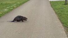 Bild : Video: Guck mal, wer da durch den Seepark tapst
