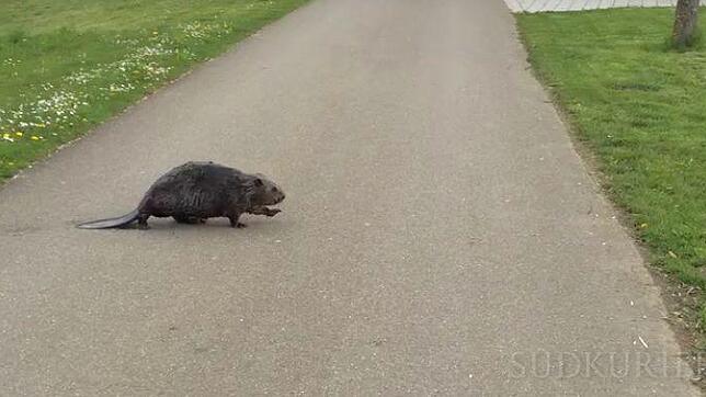 Bild : Video: Guck mal, wer da durch den Seepark tapst