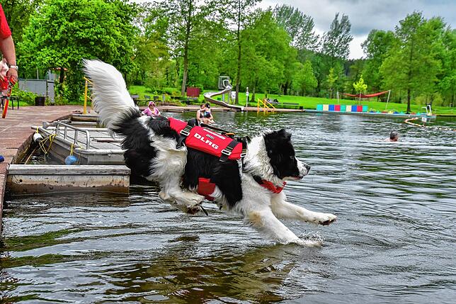 Frodo, der angehende Wasserrettungshund der DLRG St. Georgen, springt ebenfalls ins Wasser.