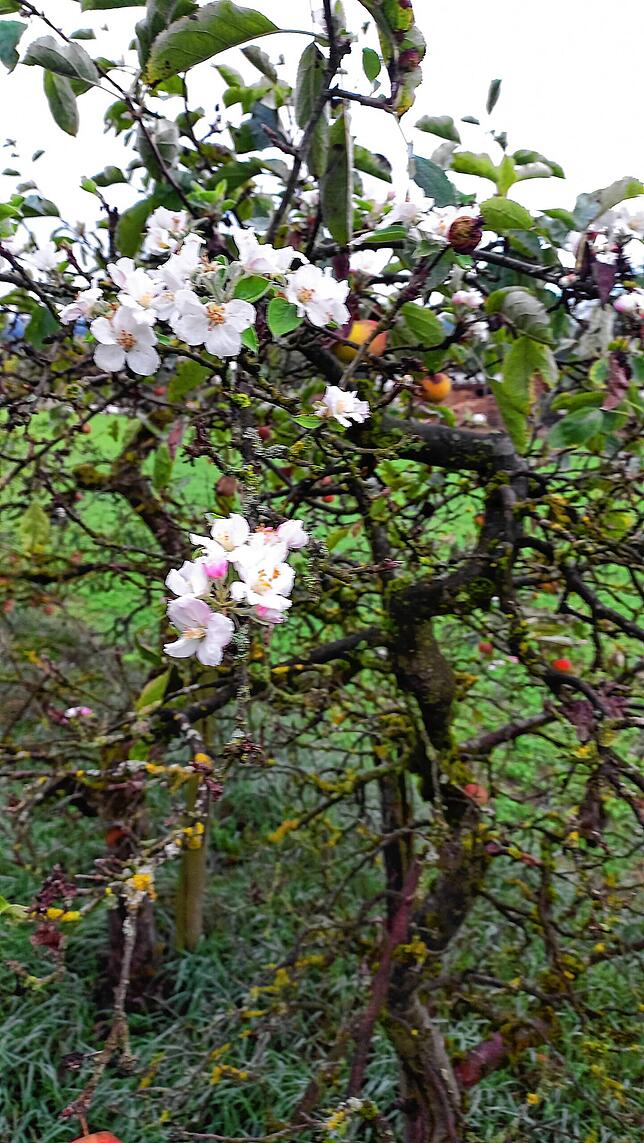 Apfelblüte zur Herbstzeit in Küssaberg Kadelburg.