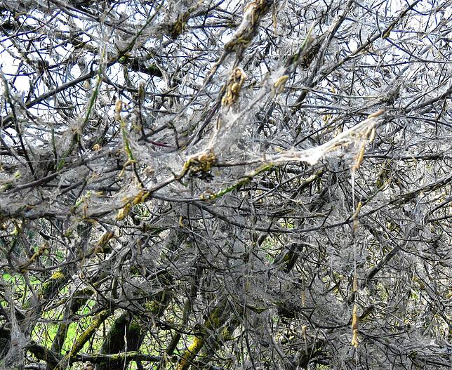 Im Gespinst sind die Raupen vor Regen und vielen Fressfeinden geschützt. Inzwischen haben Vögel entdeckt, dass man hier Nahrung finden kann.