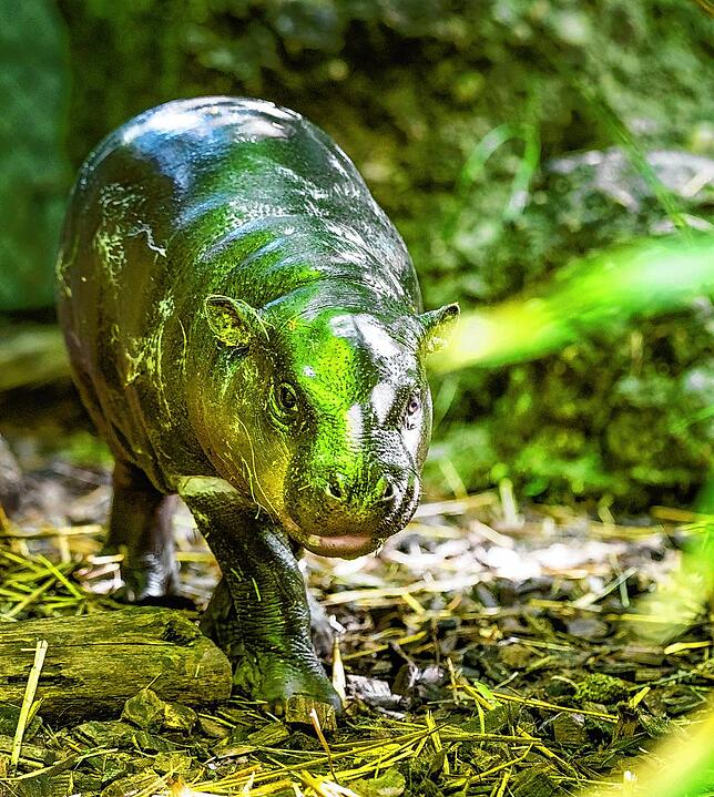 Das Zwergflusspferd-Männchen Voobadee wurde im Zolli geboren.