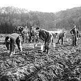 Im Rahmen der schweizerischen Anbauschlacht während des Zweiten Weltkriegs wurden im Jahr 1942 bei Weinfelden polnische Internierte ...