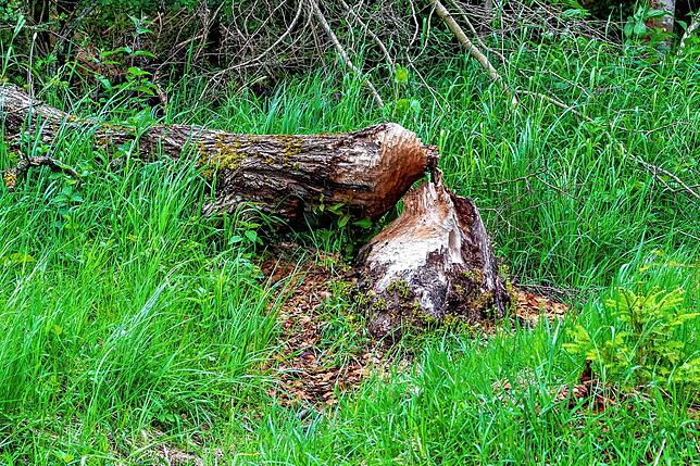 Waldbegehung 2020 mit dem Bad Dürrheimer Gemeinderat. Erste von vier Stationen, der Biber im Wittmannstal.