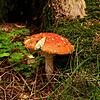 Vorsicht, giftig: Der Amanita muscaria, Fliegenpilz genannt, ist zwar ein beliebtes Glückssymbol, für den Verzehr jedoch leider gar ...