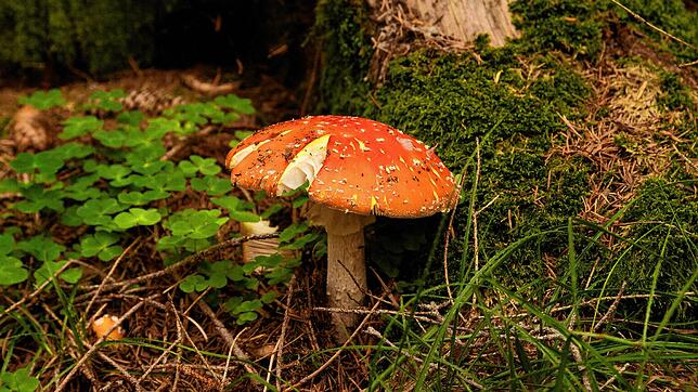 Vorsicht, giftig: Der Amanita muscaria, Fliegenpilz genannt, ist zwar ein beliebtes Glückssymbol, für den Verzehr jedoch leider gar ...