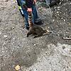 Tief und fest schlief der Nasenbär, nachdem er von einem Tierarzt betäubt wurde. Mittlerweile ist das Weibchen jedoch wieder munter ...