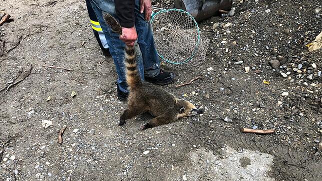 Tief und fest schlief der Nasenbär, nachdem er von einem Tierarzt betäubt wurde. Mittlerweile ist das Weibchen jedoch wieder munter ...